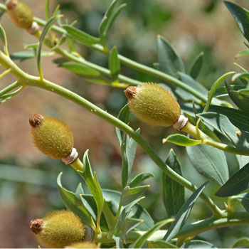 Seeppods, Coulter's Matilija Poppy, Romneya coulteri 